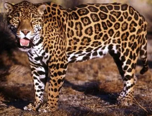 Символични наказания в ловешкия зоопарк заради бягството на ягуара