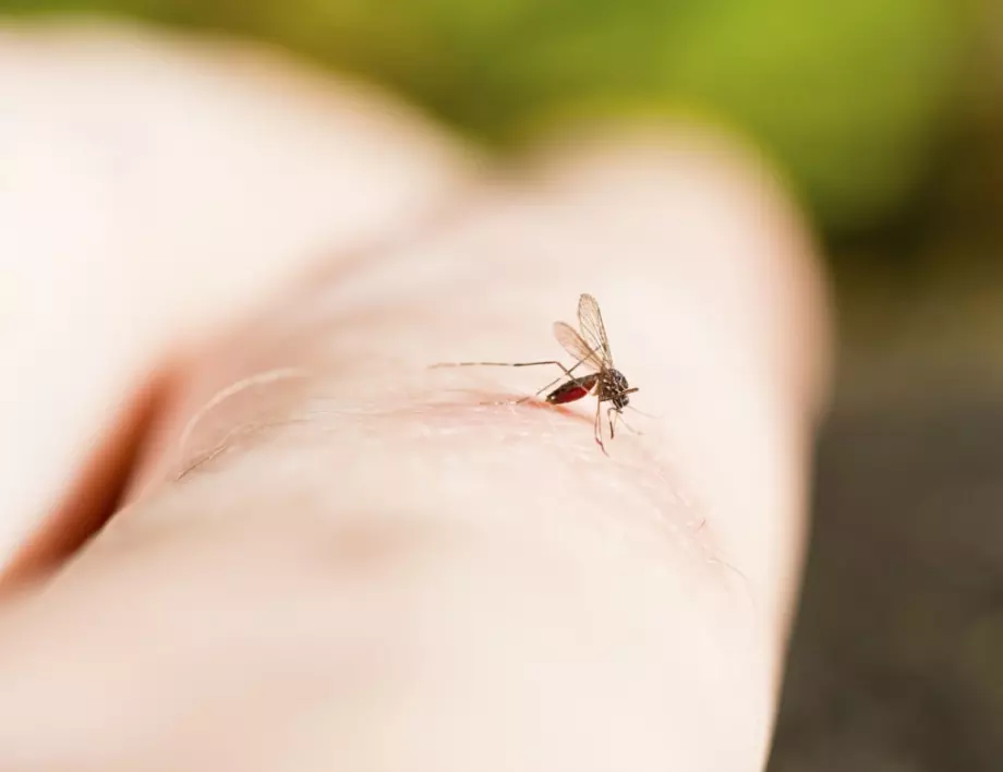 Разкриха как комарите избират жертвите си! Ето защо може да сте една от тях!