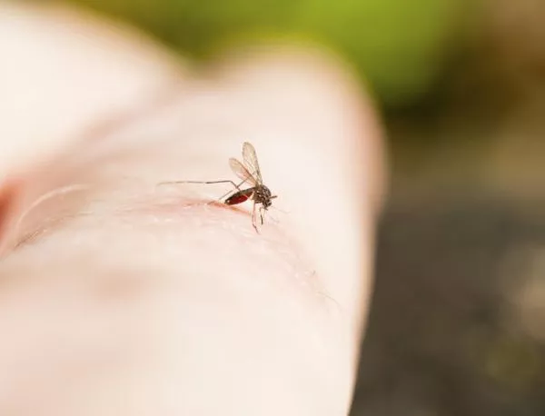 Разбраха защо комарите предпочитат някои хора повече