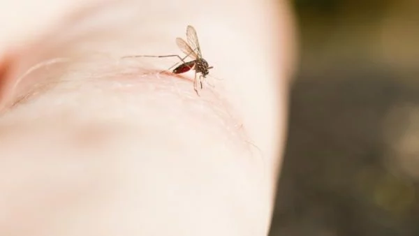 Разбраха защо комарите предпочитат някои хора повече