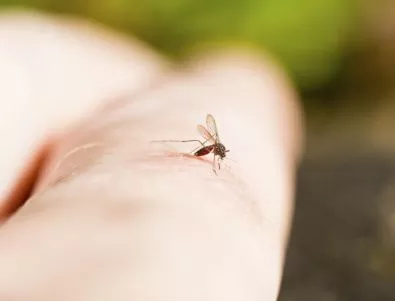 Комари мутанти ще се борят с маларията