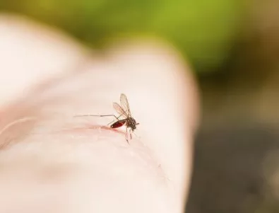 Почти 1,5 млн. лв. ще струва преброяването на комарите по р. Дунав