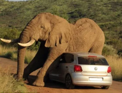Разгонен слон хвърли око на VW Polo