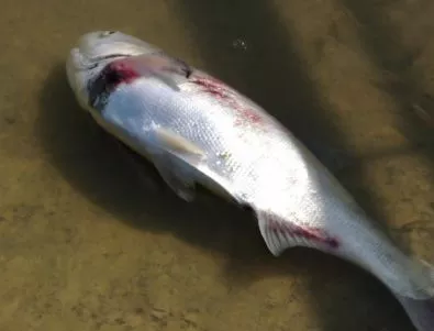 Мъртва риба край Пловдивско