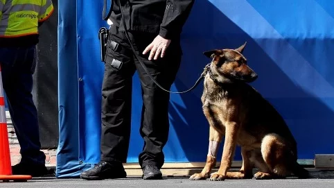 Турски полицейски кучета ходят на терапия заради травми от преврата 