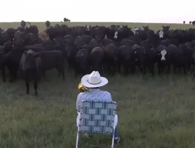 Музикални крави пригласят на стопанина си 