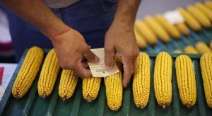 Франция не иска ГМО царевица