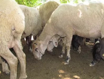 Пастир опита да защити имота си, получи 2 години затвор условно
