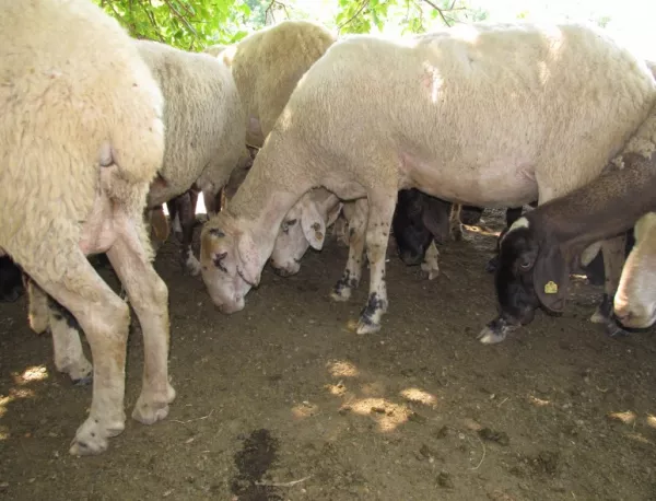 "Син език" извън контрол, фермери заплашват да блокират "Тракия" с умрели животни
