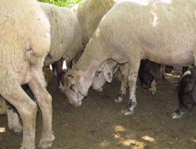 Удължават срока за прием за унищожени животни в Смолян и Кърджали