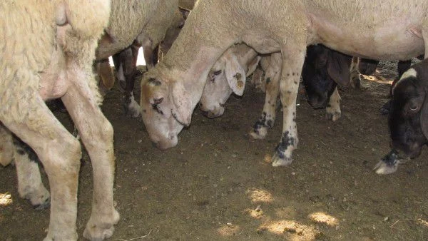 Удължават срока за прием за унищожени животни в Смолян и Кърджали