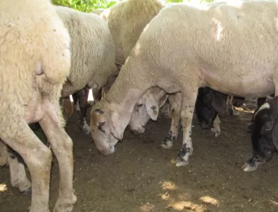 12 овце са починали от болестта 