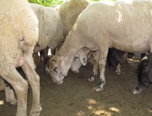 12 овце са починали от болестта "син език" в смолянското с. Мугла