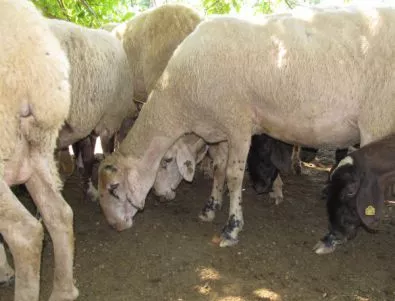 20 животински кожи, заразени с антракс, са били пренесени в Пловдивско
