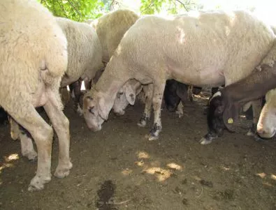 Започва умъртвяването на болни от бруцелоза животни в Кочан