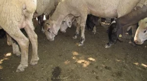 Чума по животните в Ямболско, евтанизират 700 овце и кози