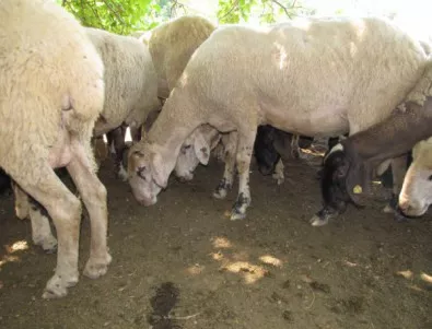 БАБХ за Actualno.com: Ако има ваксинация на животни в Ямболско, поне 2 години ще бъде затворен секторът