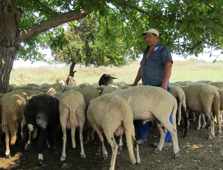 ДФЗ утвърди размера на помоща за животновъди и за борба с вредители