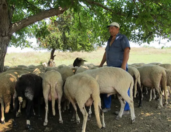 АБС: Случаите на зарази по животните са агротероризъм срещу България