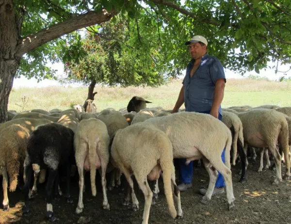 Пастирите вече ще трябва да водят дневник при паша на животните