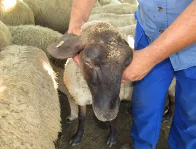 По-малко от половината овце в България са ваксинирани срещу син език