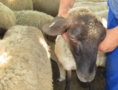 Ограничиха придвижването на голямо стадо в кюстендилско село