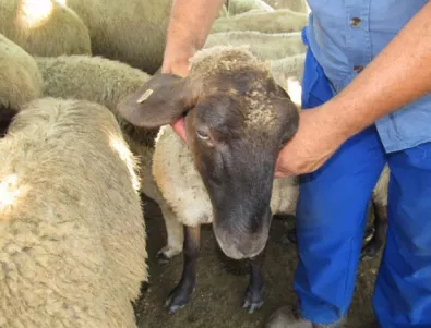 Потвърдиха, че овчарят от Трапище е заразен с антракс