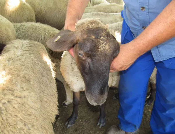 Румънски овчар затруднява ракетния щит на САЩ