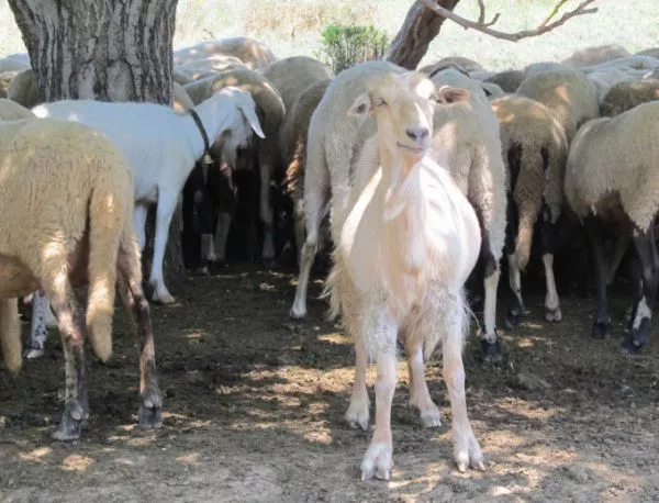 Козите с положителна проба за бруцелоза в град Рила са умъртвени
