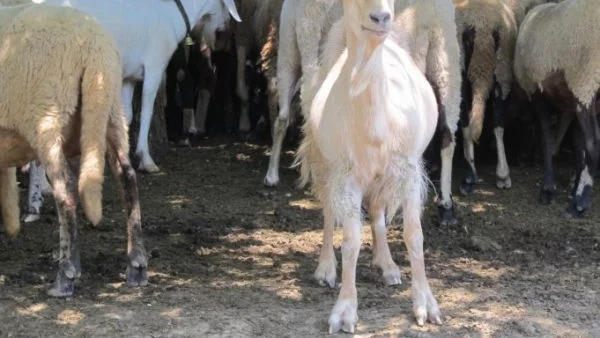 Козите с положителна проба за бруцелоза в град Рила са умъртвени