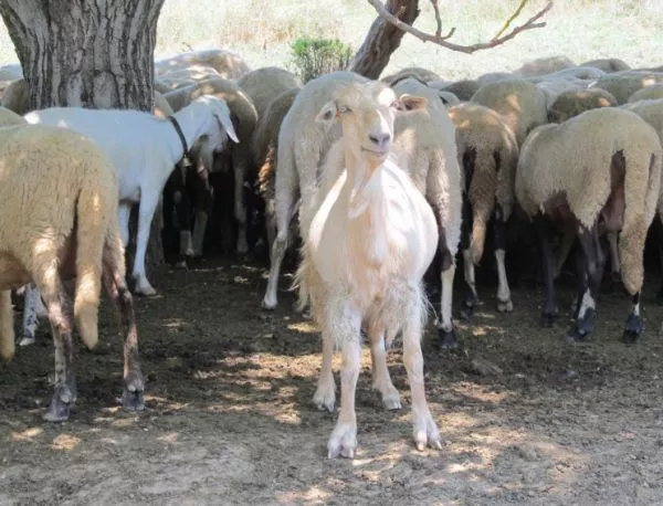 Незаконно внесени гръцки кози са причината за епидемията от бруцелоза