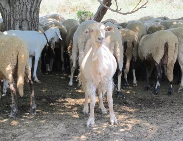 Животновъди искат полиция да пази стадата по Великден