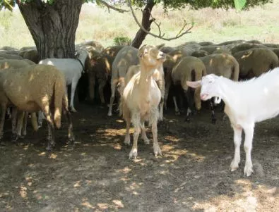 Избиват животни в Кочан заради бруцелозата