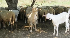 Неков: Европа чу българските овцевъди и козевъди