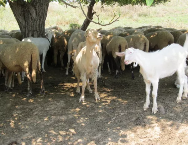 Евтаназията на хиляди животни изкара животновъди на протест срещу мерките на властите
