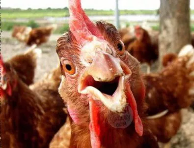 Ново изобретение се грижи за свободните кокошки