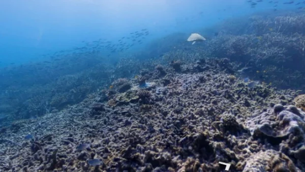 Google Street View слиза под вода