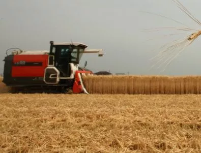 Танева: Категорично за зърнена криза не може да се говори 