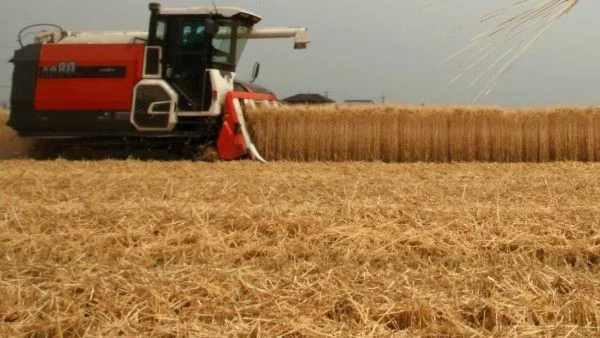 Танева: Категорично за зърнена криза не може да се говори 