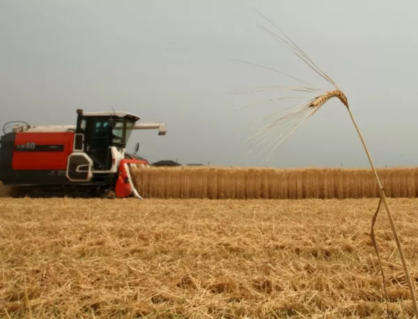 Тазгодишният износ на пшеница е по-слаб