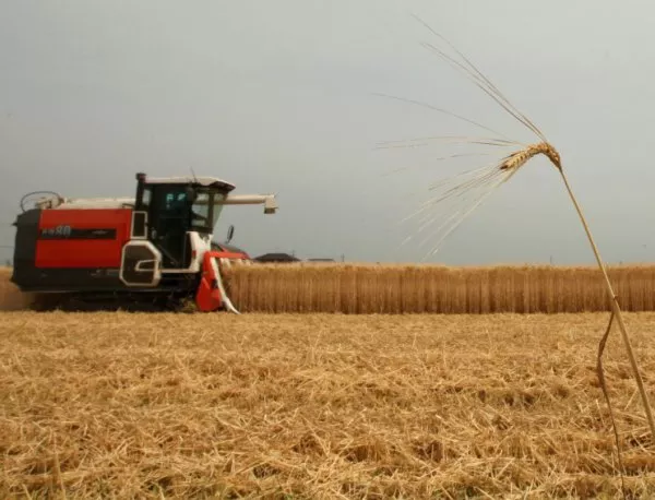 Танева: България отчита най-високия си добив на пшеница от 1980 г. насам
