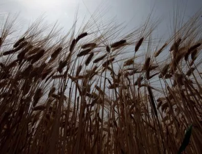 80% от тазгодишната българска пшеница е с високи качества