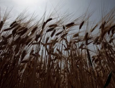 Близо 500 хил. дка са засети с пшеница в област Велико Търново