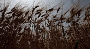 Добивът на пшеница във Видинско е 560 кг от декар