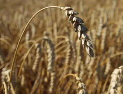 Русия въвежда износно мито за зърното 