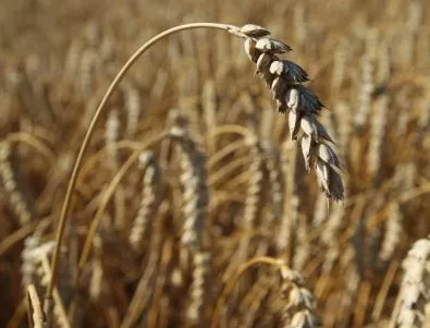 Зърнопроизводителите от цялата страна ще излязат на протест след 20 юли 