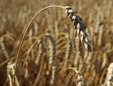 Български земеделци сеят все повече вносни сортове пшеница