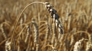 Пшеницата е поевтиняла с 10% за година