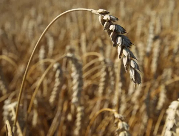 Рекорден добив от пшеница в Шуменско, по-ниска изкупна цена