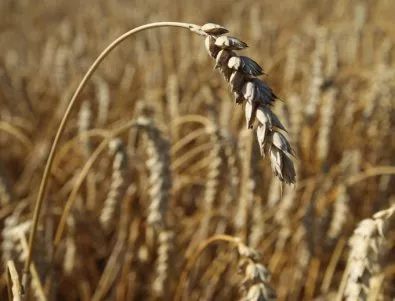 Русия може да стане лидер на зърнения пазар